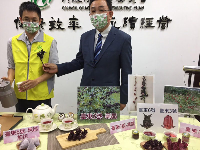 農委會台東區農改場長陳信言(右)16日指出,台東農改場花費9年時間,育成高花青素洛神葵新品種「台東6號–黑晶」,其乾果萼花青素含量高達30.6mg/g,為目前主要栽培品種「台東3號」的7.7倍。中央社記者楊淑閔攝 110年12月16日