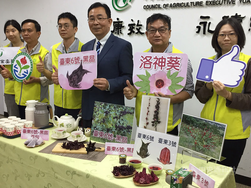台東區農改場歷時9年育成洛神葵新品種「台東6號–黑晶」,花青素含量高於之前育成及文獻記載的國外品種。台東區農改場16日指出,這次新品種可能會朝提供生技業者製作機能性產品推廣。中央社記者楊淑閔攝 110年12月16日