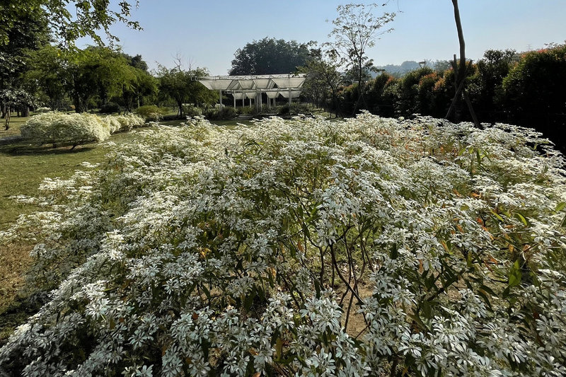 台南水道博物館白雪木開花增添節慶氣氛 地方 中央社cna