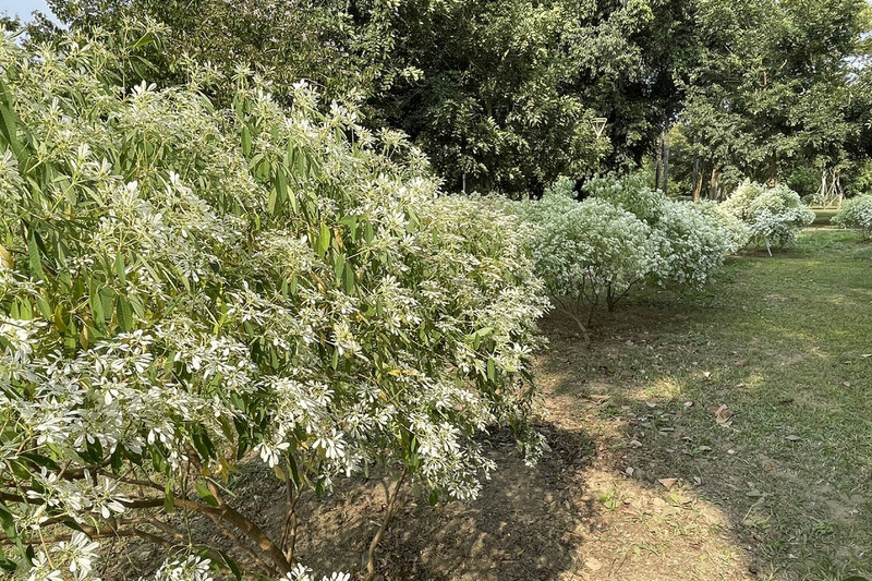 台南水道博物館白雪木開花增添節慶氣氛 地方 中央社cna