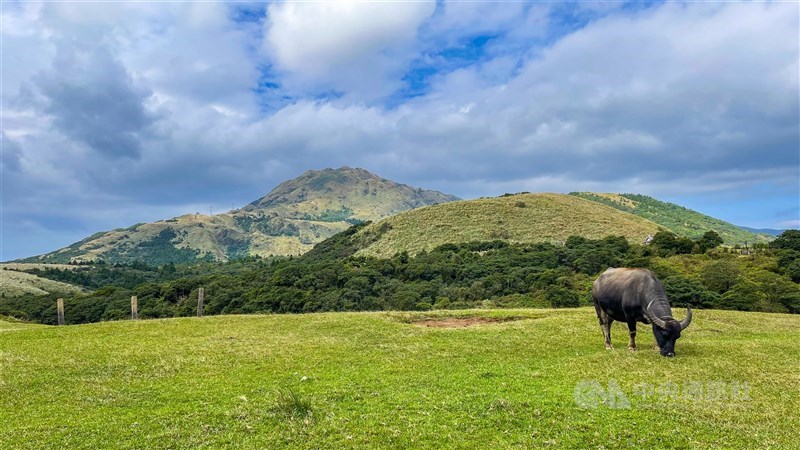 監委賴鼎銘指出，陽明山水牛已是文化景觀。（中央社）