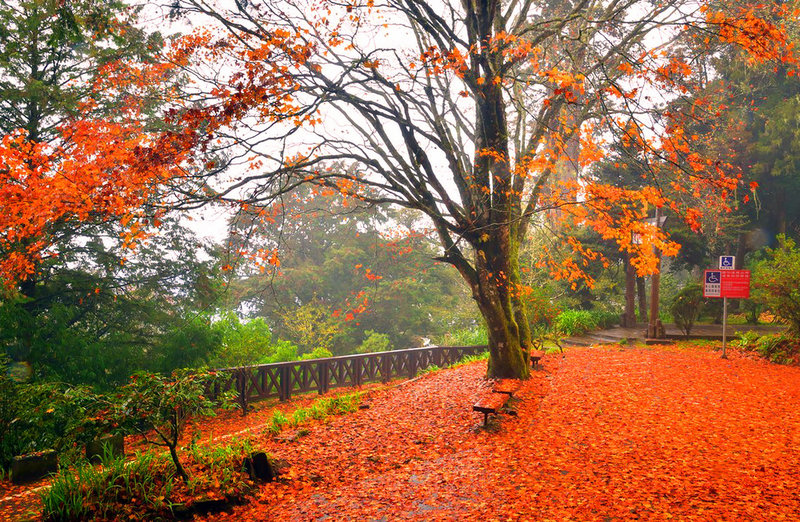 阿里山森林遊樂區的楓紅已進入尾聲，21日風雨過後楓葉落成紅地毯，慈雲寺的紅葉地毯美不勝收。（黃源明提供）中央社記者蔡智明傳真 110年12月22日