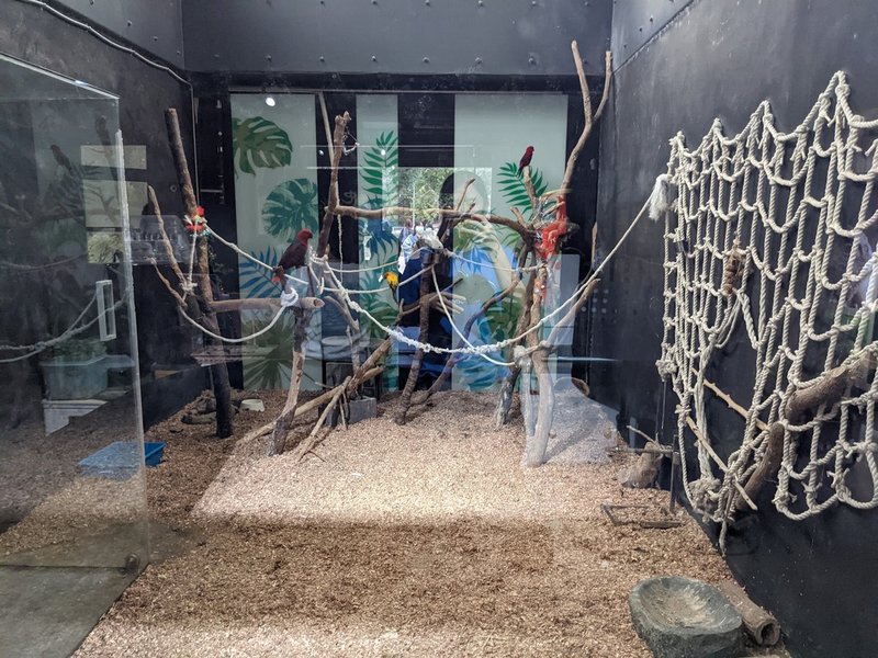 新竹市立動物園昆蟲館23日指出,在安全的範圍內,讓鸚鵡與爬蟲類混養,增加動物行為豐富化與物種多樣化,增進鸚鵡行為發展,也有互動良好影片佐證。(新竹市立動物園昆蟲館長柯心平提供)中央社記者郭宣彣傳真 110年12月23日
