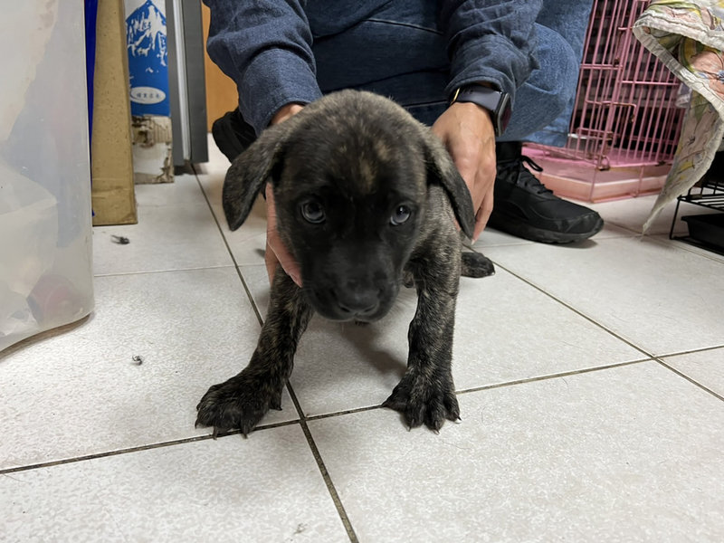 4幼犬疑遭丟入大排2隻失溫淹死高雄動保處追查 地方 中央社cna