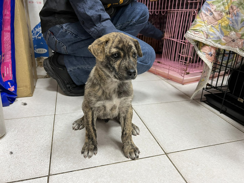 4幼犬疑遭丟入大排2隻失溫淹死高雄動保處追查 地方 中央社cna
