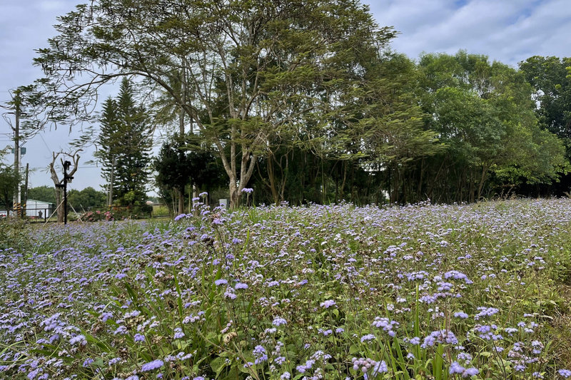 台南水道博物館花況佳波斯菊白雪木迎遊客 地方 中央社cna