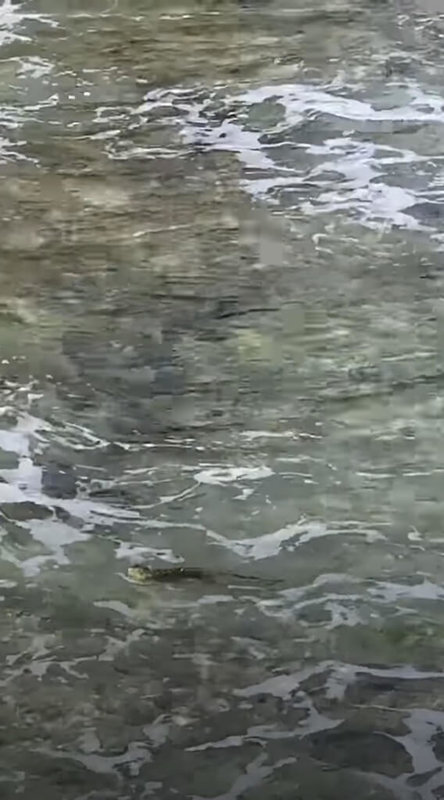 屏東小琉球3日有民眾拍下綠鬣蜥在海中游泳畫面並貼上網路,學者表示,綠鬣蜥會透過海洋擴散,游泳是生物本能,無需驚慌。(李大旺提供)中央社記者李卉婷傳真 111年1月4日