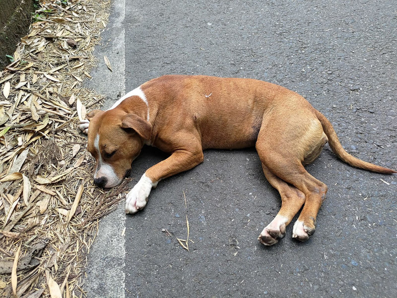 8隻比特犬擠爆嘉縣收容所歡迎民眾認養 地方 中央社cna
