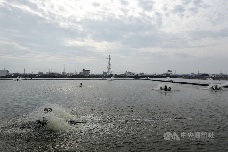 屏東縣枋寮鄉王志義與戴兆鐘養殖場，因銷往中國大陸的石斑被驗出禁藥，遭到暫停進口，業者出面喊冤。中央社記者李卉婷攝  111年1月6日