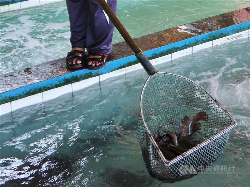 行政院農業委員會主委陳吉仲25日表示，石斑活魚到東南亞非常順暢，遠超過預估的外銷300公噸目標。（中央社檔案照片）
