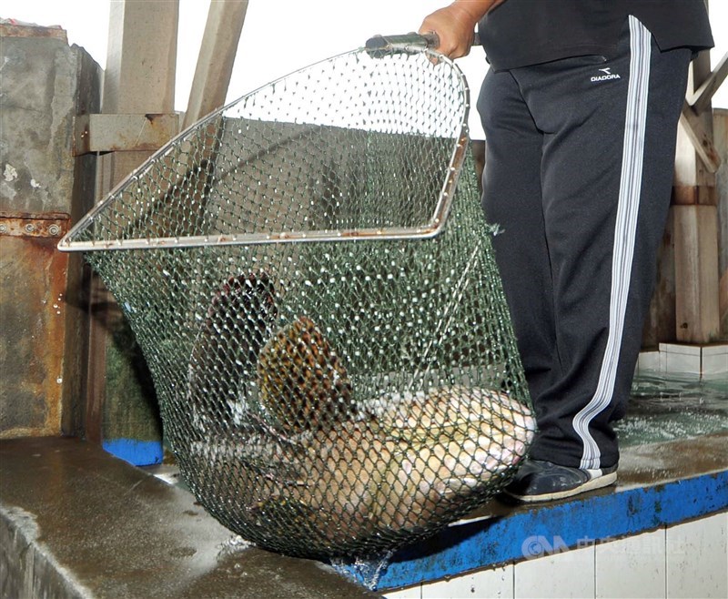 中國以檢出禁用藥物為由禁止台灣石斑魚輸入，漁業署抽驗11家石斑養殖場魚體後，17日再宣布包含養殖場水、底泥也都合格。（中央社檔案照片）