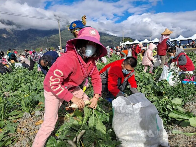 台東縣關山鎮公所每年2期稻收割後，會承租稻田種蘿蔔，春節前邀請台東縣民採收，每年都吸引上千人，今年邁入第11年，8日田間擠滿了人，比菜市場還熱鬧，數分鐘蘿蔔就被拔光了。中央社記者盧太城台東攝  111年1月8日