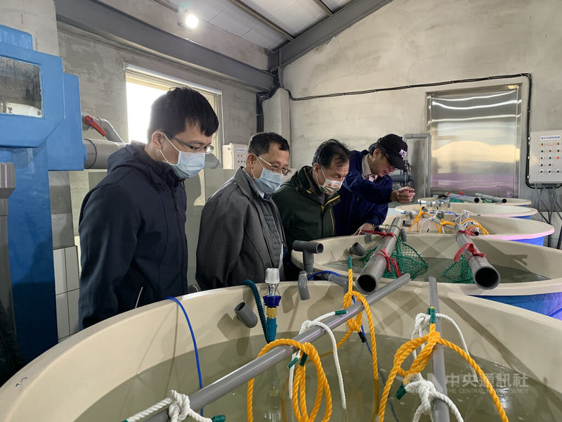 國立台灣海洋大學馬祖海洋生物研究中心與連江縣政府合作,已陸續為地方海洋物種育苗,連江縣長劉增應(右2)11日偕縣府人員參觀養殖基地。中央社記者邱筠攝 111年1月11日