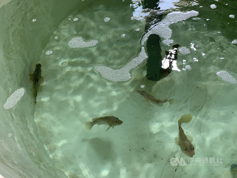 國立台灣海洋大學馬祖海洋生物研究中心與連江縣政府合作,已陸續為地方海洋物種育苗,其中赤點石斑經濟價值高,縣府產發處將考察相關區域,依島嶼環境規劃培育赤點石斑。 中央社記者邱筠攝 111年1月11日