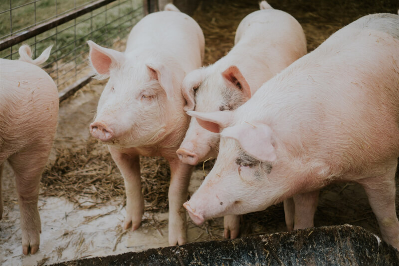 瑞典1頭死亡野豬確診非洲豬瘟，農業部7日公告，若旅客自瑞典攜豬肉品入境將罰新台幣20萬元。（示意圖／圖取自Unsplash圖庫）