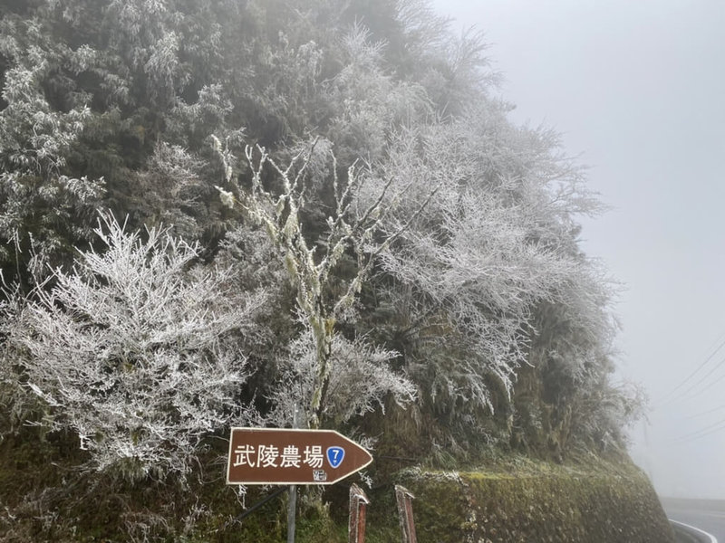 位於宜蘭縣與台中縣交界處的思源埡口省道台7甲線路段,12日清晨受強烈大陸冷氣團南下影響,樹枝上結滿了霧淞,一片雪白。(民眾沈張鴻提供)中央社記者沈如峰宜蘭縣傳真 111年1月12日