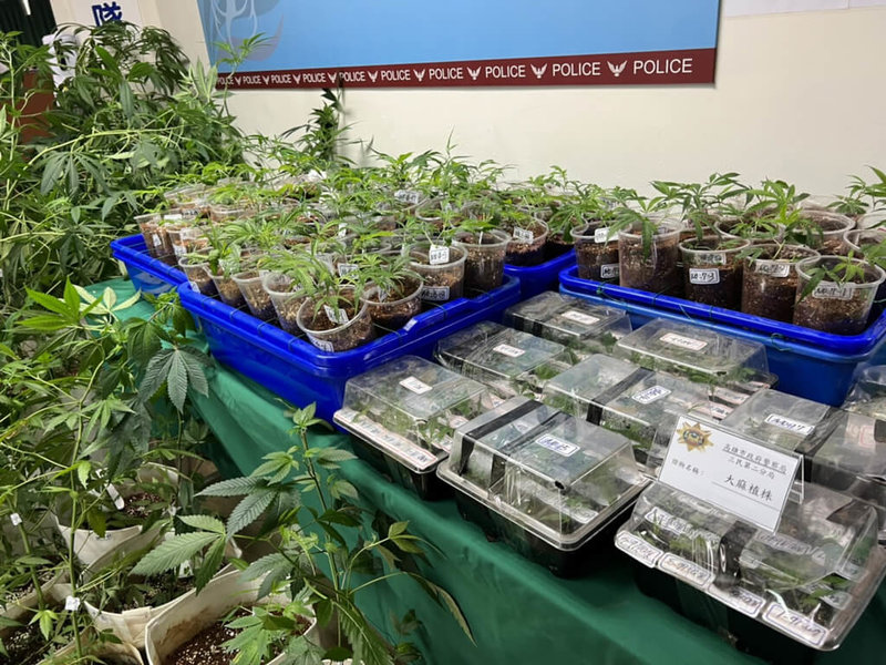 高雄警方接獲線報,指綽號阿銘的陳姓男子涉嫌栽種大麻,隨即組成專案小組展開查緝,經跟監月餘,日前在台南市查獲陳嫌種植大麻活株258株及毒品咖啡包等,依涉嫌違反毒品危害防制條例送辦。(警方提供)中央社記者蔡孟妤傳真 111年1月13日
