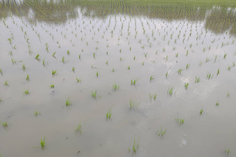 近日受大陸冷氣團影響出現低溫,台南市政府農業局建議水稻已完成插秧田區宜保持較高水位,預防寒害發生。(台南市農業局提供)中央社記者楊思瑞台南傳真 111年1月13日