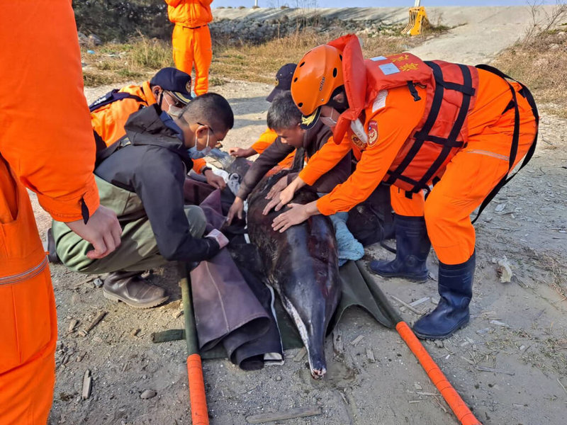 一隻保育類「糙齒海豚」13日被發現擱淺在台南市北門區王爺港沙灘,海巡署南部分署第一一岸巡隊立刻出動救援。(海巡署提供)中央社記者張榮祥台南傳真 111年1月14日