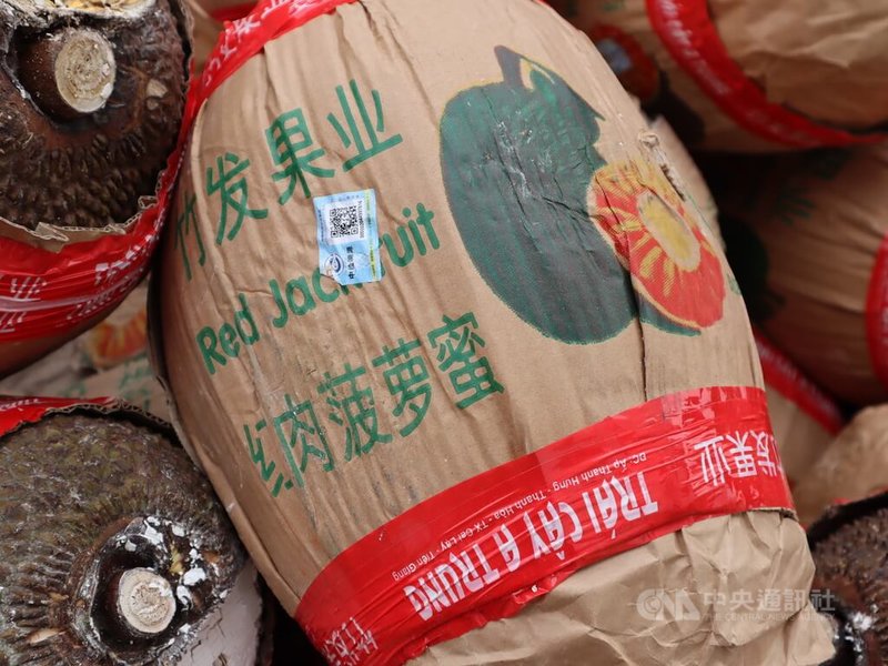 這些原本要銷往中國的越南波羅蜜皆以厚瓦楞紙包裹住,外頭以簡體中文寫著「紅肉波羅蜜」,並貼著方便溯源的出口二維碼,與越南市售的波羅蜜相較一看就是高級貨。中央社記者陳家倫河內攝 111年1月15日