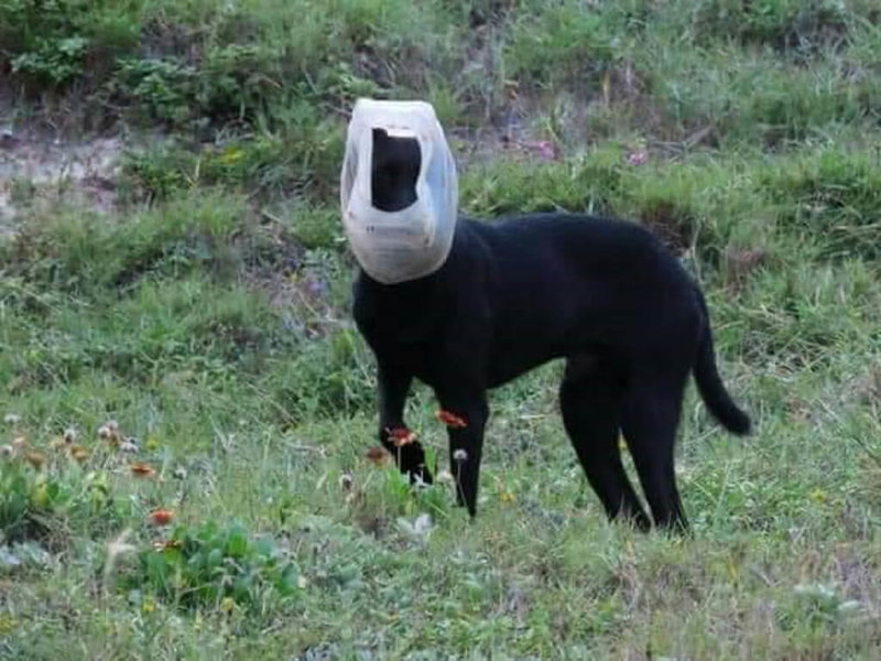 澎湖西嶼110年出現1隻疑因覓食遭水桶困頭的流浪黑犬,因警覺性高難以接近,直到最近又再度現蹤。澎湖熱心民眾發現後合組搶救特攻隊,以雞蛋糕順利誘捕,終於幫牠解開頭上水桶、重獲自由。(陳品語提供)中央社 111年1月15日