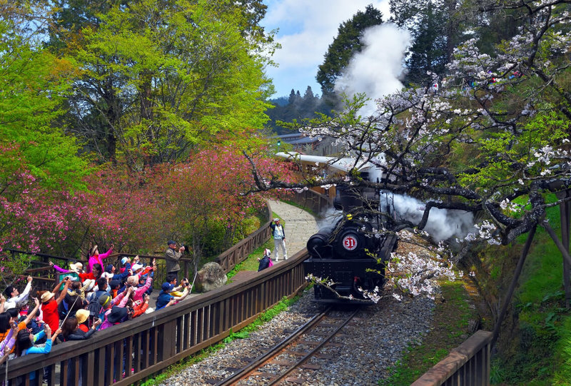 阿里山林業鐵路及文化資產管理處1至3月陸續推出3條主題列車路線,提供遊客多層次旅遊體驗。(黃源明提供)中央社記者黃國芳傳真 111年1月17日