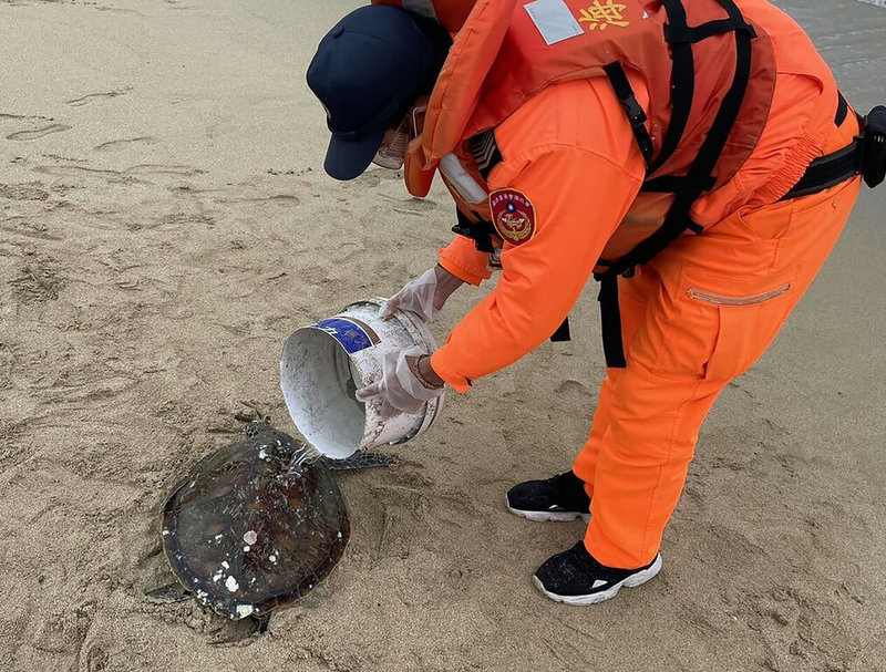 海巡署金馬澎分署表示,18日中午在西嶼鄉小池角涼亭前方海灘發現一隻受困的綠蠵龜,除第一時間給予濕布覆蓋保濕外,並由保育單位護送到水試所海龜救護收容中心安置觀察。(第七岸巡隊提供)中央社 111年1月18日