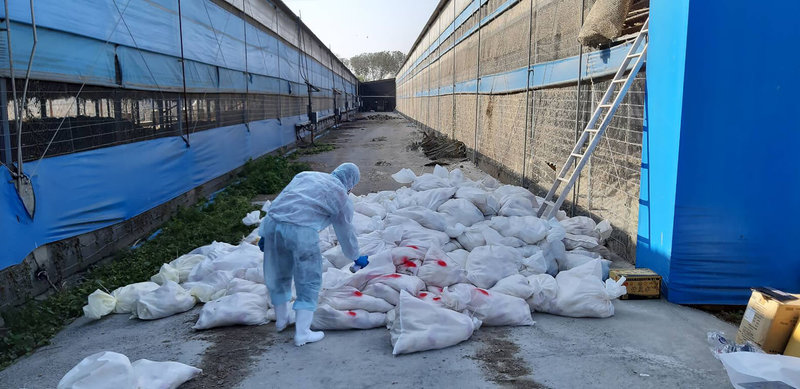 彰化縣竹塘鄉及大城鄉蛋雞場確診新型H5N2亞型高病原性禽流感,防疫人員18日立即前往2處蛋雞場進行撲殺及消毒工作。(彰縣府提供)中央社記者吳哲豪傳真 111年1月18日