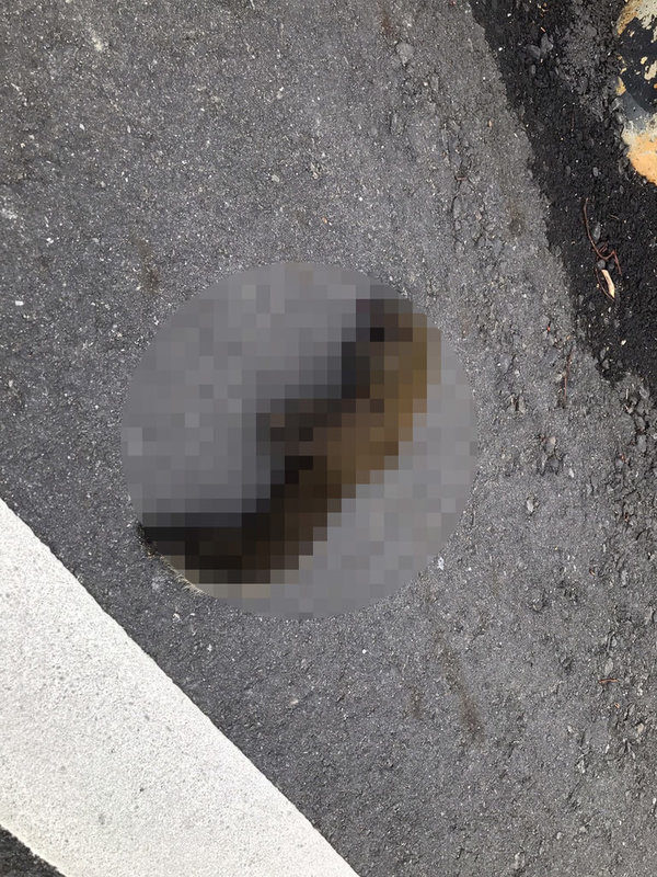 郭姓女子18日騎車行經高雄鳥松區時勾到垂落電線自摔受傷;台電人員到場勘查,發現電線桿上有1隻遭電死的松鼠,將牠拿下檢視,初判因松鼠咬斷電線導致電線桿短路,垂落電線因而讓路過郭女摔車受傷。(高市仁武警分局提供)中央社記者洪學廣傳真 111年1月18日
