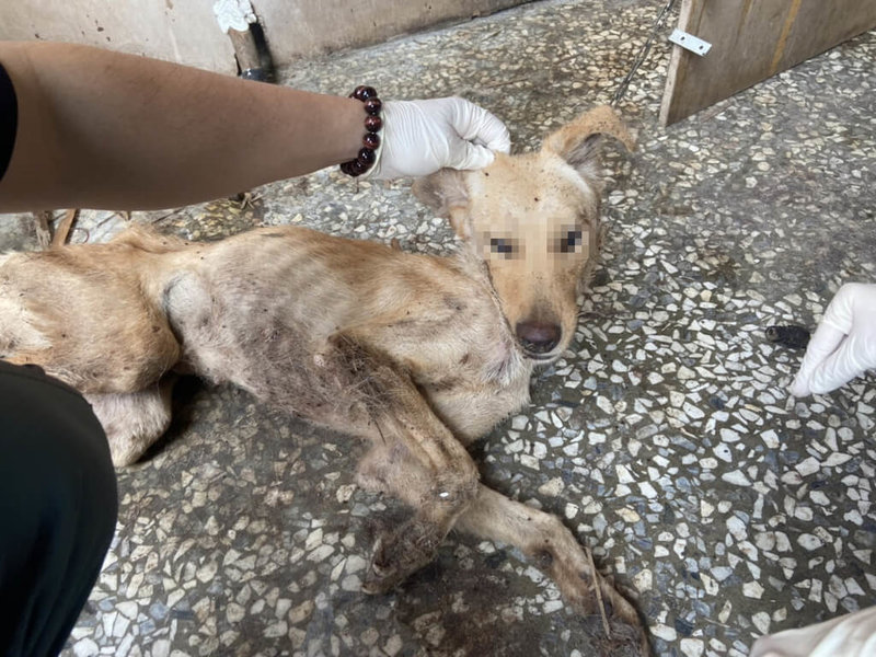 嘉義縣水上鄉有飼主在民宅飼養母狗與幼犬未盡照顧責任,母狗全身長滿壁蝨、散發惡臭,並導致狗兒在110年底死亡。(嘉義縣政府提供)中央社記者蔡智明傳真 111年1月19日
