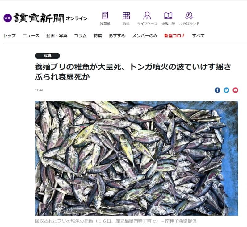 日本鹿兒島縣漁港的鰤魚魚苗有7萬到8萬尾死亡,疑因東加海底火山噴發引發的大浪強烈搖晃養殖漁網,導致魚苗碰撞致死。(圖取自讀賣新聞網頁yomiuri.co.jp)