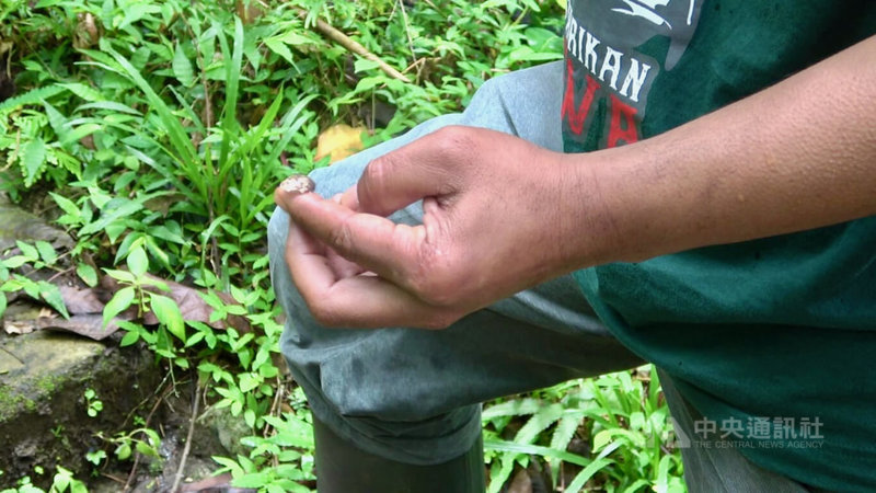 為了避免人類或者掠食性動物發現鳥巢,母鳥孵蛋後會故意把蛋殼叼到遠處拋棄,保護幼鳥安全。圖為日惹鳥類保育人士撿到山藍仙鶲的鳥蛋殼。圖攝於110年10月14日。 中央社記者石秀娟日惹攝 111年1月19日