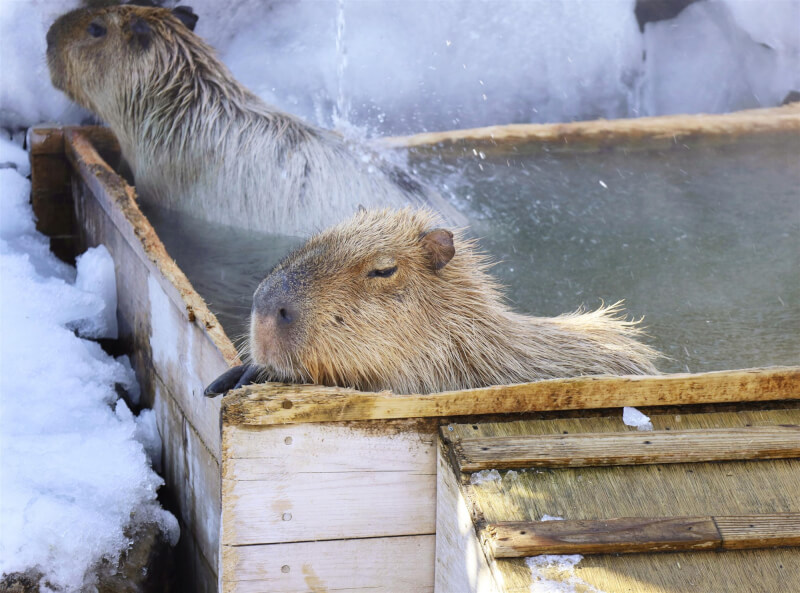 日本5間動物園日前舉辦第10屆「水豚泡湯耐久大賽」,獲得冠軍的水豚持續泡湯泡了1小時58分38秒。圖為浸泡在露天浴池的那須動物王國的水豚。(共同社)