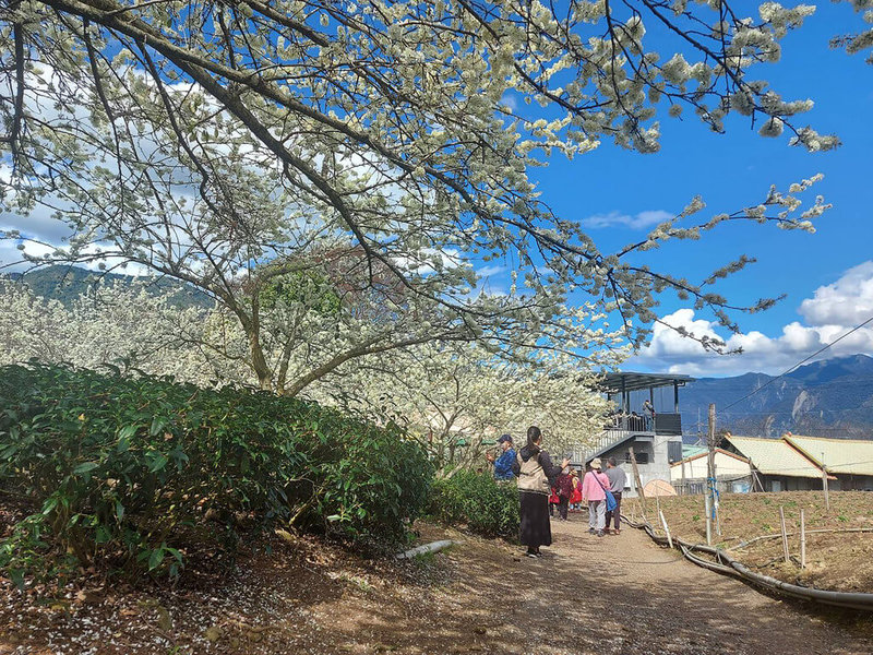 南投縣信義鄉櫻花季21日起至3月6日在草坪頭登場,目前李花盛開(圖)、山櫻花約綻放5成、枝垂櫻滿開,信義鄉公所20日舉辦開鑼儀式,邀遊客賞花、泡湯。(信義鄉公所提供)中央社記者蕭博陽南投傳真 111年1月20日