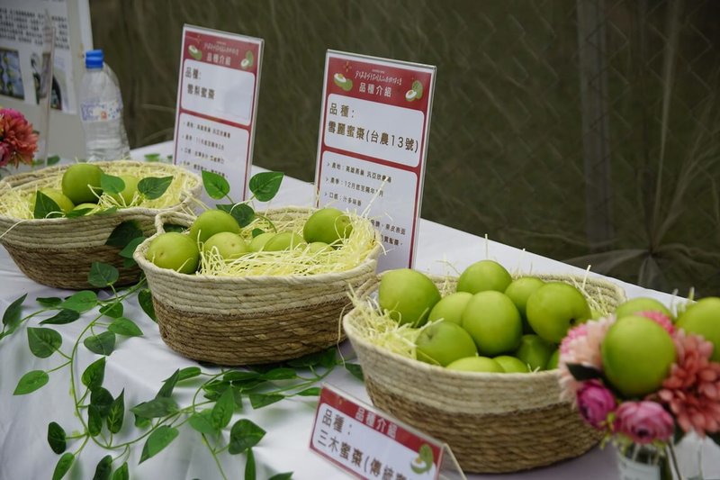 高雄市政府農業局20日表示,近期成功媒合有產銷履歷的蜜棗進軍韓國市場,目前正進行相關檢疫程序,預計很快可開始出貨。(高雄市農業局提供)中央社記者蔡孟妤傳真 111年1月20日