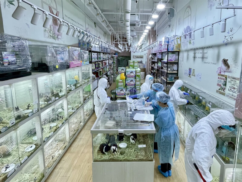 香港一家寵物店日前有倉鼠採檢COVID-19呈陽性反應,港府因而決定撲殺小動物。圖為身穿防護衣物人員在寵物店內收集環境樣本。(中新社)