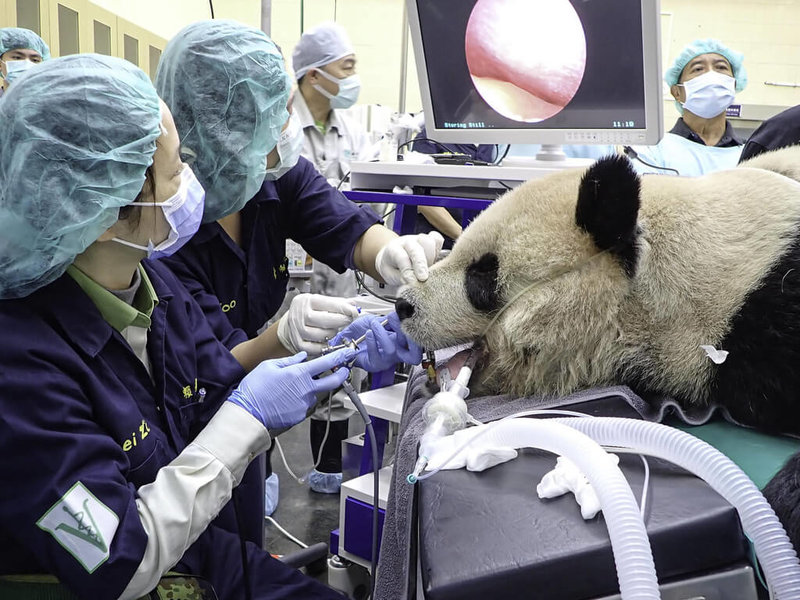 大貓熊「團團」日前出現打噴嚏、流鼻血狀況,台北市立動物園安排全身健檢後,發現牠患有鼻炎,須定時服藥,不過其他並無大礙。(台北市立動物園提供)中央社記者陳昱婷傳真 111年1月21日
