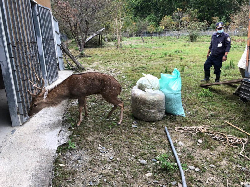 台東縣鹿野鄉田間110年12月間出現梅花鹿身影,經專家成功誘捕後,公告數日仍無飼主出面認領,21日移至武陵梅花鹿生態園區安置。(台東縣政府提供)中央社記者盧太城台東傳真 111年1月21日