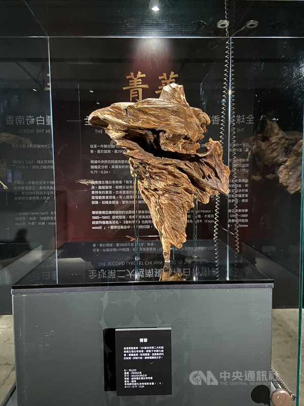 嘉義縣文化觀光局協商民間業者,提供各種價值不斐的沉香,包括有沉香之王稱號的「奇南(楠)香」到民雄表演藝術中心展出,展期自22日至2月6日。中央社記者蔡智明攝 111年1月22日