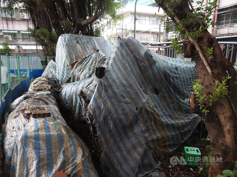 新北市板橋區忠孝國中校舍改建挖出沉積地底的古老楠木,校方原擬部分保留引爭議;新北市長侯友宜23日視察改建工程時表示,市府會請專家學者做好評估,原則上希望能夠全部保存。中央社記者王鴻國攝 111年1月23日