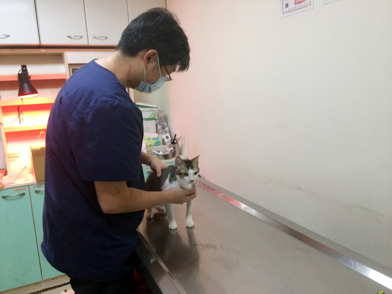 因應農曆春節將至,台北市動保處24日表示,台北市動物之家自31日起休館5天,但每天都有排班輪值21名以上人員整理收容環境與照護重症犬貓。(台北市動保處提供)中央社記者黃麗芸傳真 111年1月24日
