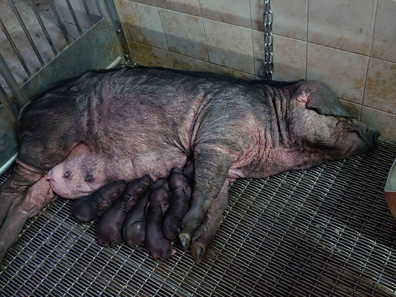 畜試所指出,109年9月解凍首批94年凍存的桃園豬精液,確認精子活力後,讓2頭桃園母豬受精,110年1月13日產下13頭仔豬,與前次自然配種頭數一致,證實冷凍精液技術無虞。(畜產試驗所提供)中央社記者楊淑閔傳真 111年1月25日