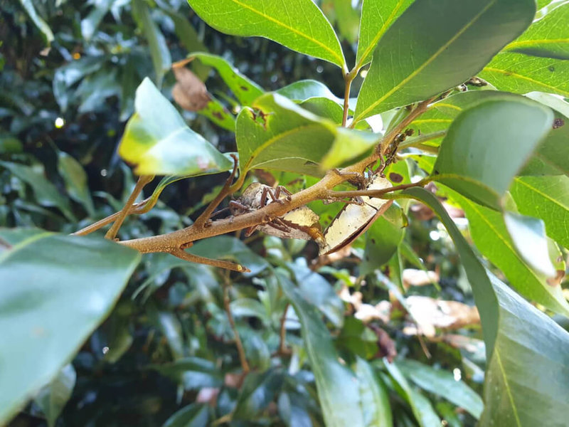 荔枝椿象往年約在2月中旬開始活動,但高雄市農業局發現,今年1月上旬罕見提早活動,在農曆年前就出現交尾產卵。(高雄市農業局提供)中央社記者蔡孟妤傳真 111年1月26日