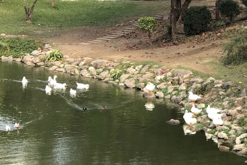 台南文化中心26日指出,目前中心園區景觀水池島中的鴨群生養眾多,為顧及生態平衡,即起開放能提供友善居住環境的慈善團體及善心民眾認養。(台南市文化局提供)中央社記者楊思瑞台南傳真 111年1月26日