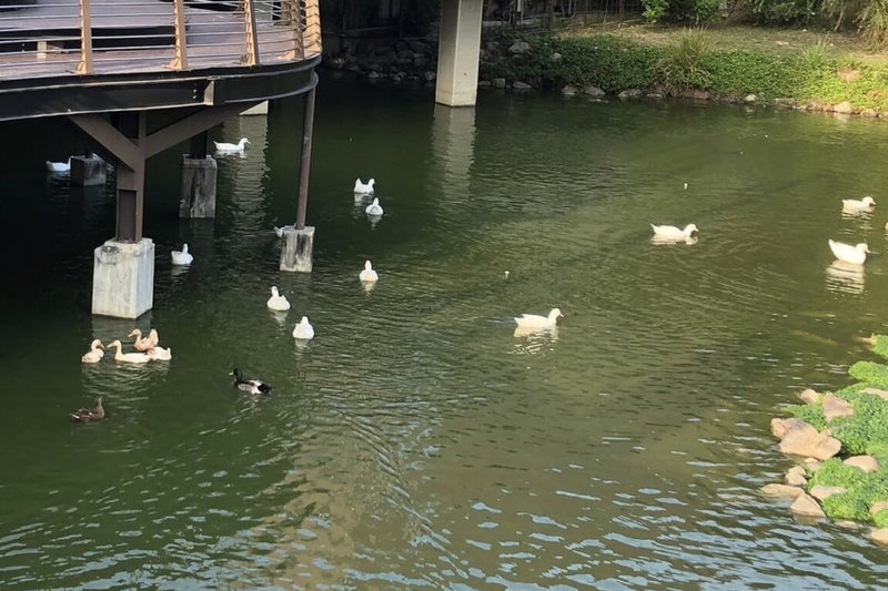 台南文化中心園區內有一處仿鄉野自然生態景觀池,多年來因民眾寄養與訪客餵食,造成園區鴨群數量過多,台南市文化局26日宣布,開放能提供友善居住環境的慈善團體及善心民眾認養。(台南市文化局提供)中央社記者楊思瑞台南傳真 111年1月26日