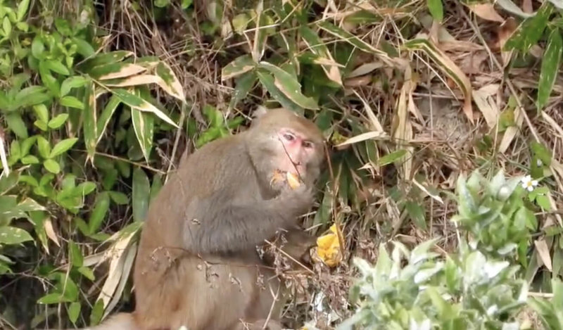 農曆春節前正是柑橘盛產旺季,苗栗縣三義鄉火炎山的猴群,從峭壁攀爬到山下果園,大快朵頤吃得津津有味。(蔡玉清提供)中央社記者管瑞平傳真 111年1月26日