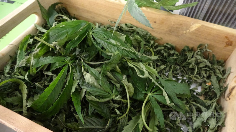泰國政府25日將大麻從毒品管制名單中移除,也就是大麻所有的部位都不再列在管制名單中,成為東南亞第一個大麻合法化的國家。圖為餐廳中展示用的大麻葉。中央社記者呂欣憓曼谷攝 111年1月26日