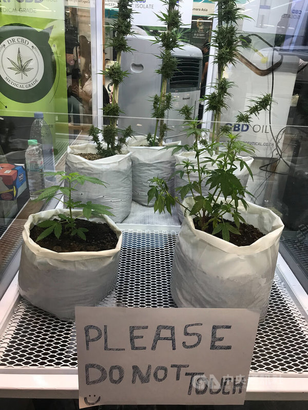 泰國政府25日將大麻從毒品管制名單中移除,成為亞洲第一個大麻合法化的國家,民眾將可在家自行種植大麻。圖為110年11月曼谷一場大麻商品展中的展示用大麻。中央社記者呂欣憓曼谷攝 111年1月26日