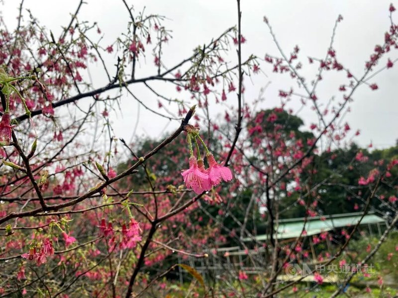 新北市石碇區碇格路旁的粉紅色櫻花28日開滿枝頭,妝點山間小徑,農曆春節前後,適合民眾郊遊踏青。中央社記者黃旭昇新北攝 111年1月28日