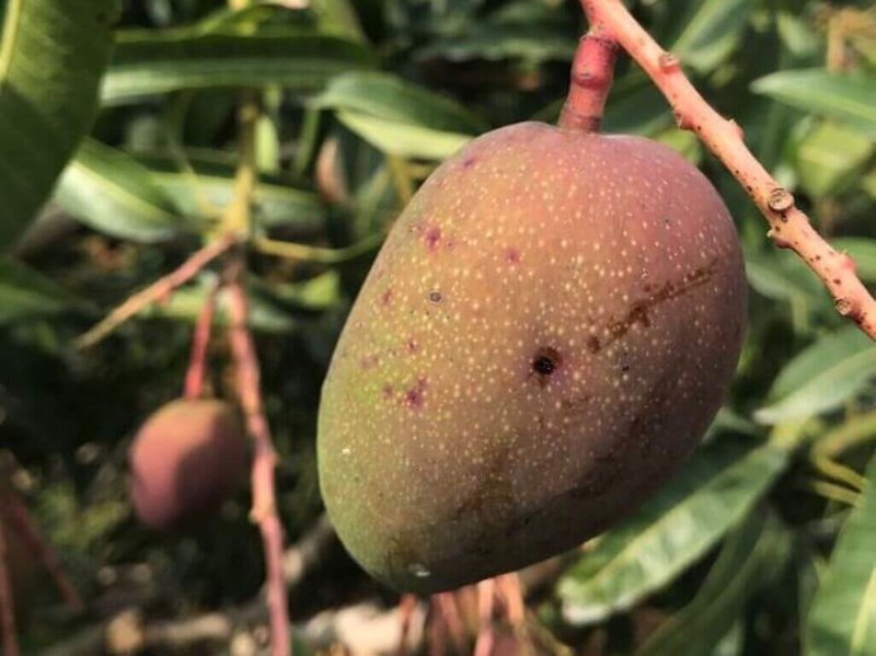 高屏地區芒果正值開花著果期,高雄區農業改良場表示,目前因氣候乾燥,薊馬類害蟲密度有上升趨勢,呼籲農友留意田間密度,即時防範。(高雄區農業改良場提供)中央社記者郭芷瑄傳真 111年1月28日